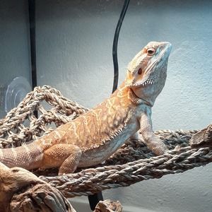 Meet your Posher, Selena